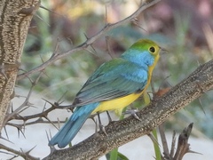 Passerina leclancherii