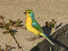 Passerina leclancherii