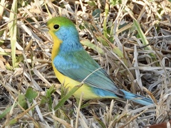 Passerina leclancherii