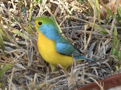 Passerina leclancherii