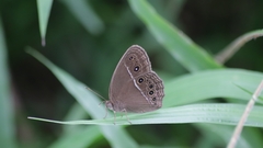 Mycalesis horsfieldi