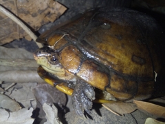 Kinosternon scorpioides