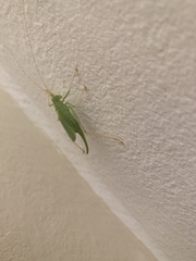 Meconema thalassinum