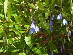 Billardiera heterophylla