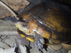 Kinosternon scorpioides