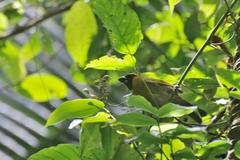 Caryothraustes poliogaster