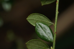Vaccinium darrowii