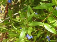 Billardiera heterophylla