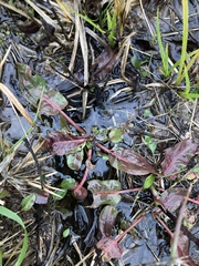 Ludwigia palustris