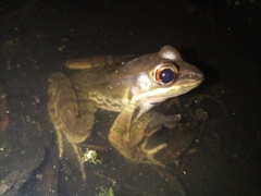 Lithobates maculatus