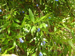 Billardiera heterophylla