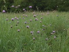 Cirsium pannonicum