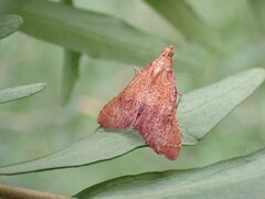 Endotricha pyrosalis