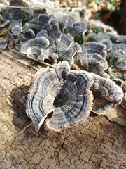 Trametes