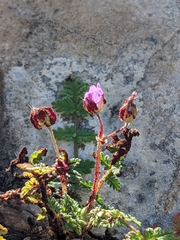 Synchytrium papillatum