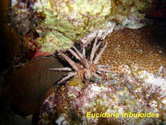 Eucidaris tribuloides