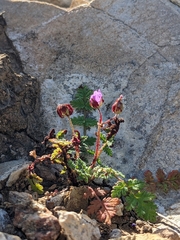 Synchytrium papillatum