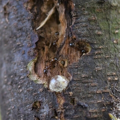 Solenopsis saevissima