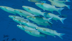 Crenimugil crenilabis