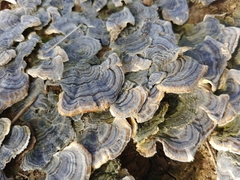 Trametes