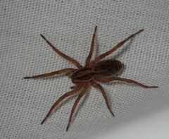 Venatrix pseudospeciosa