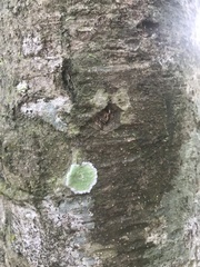 Cryptothecia striata