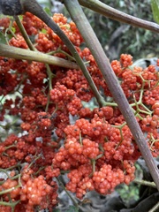 Urera caracasana