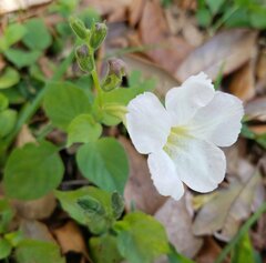 Asystasia gangetica
