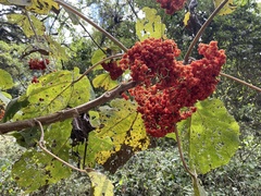 Urera caracasana
