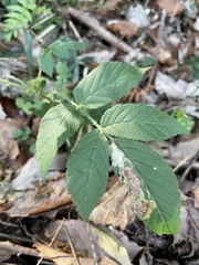 Rubus hirsutus
