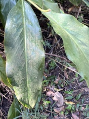 Alpinia uraiensis
