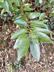 Cinnamomum yabunikkei
