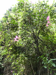 Lophospermum erubescens