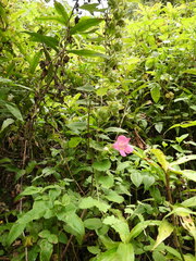 Lophospermum erubescens