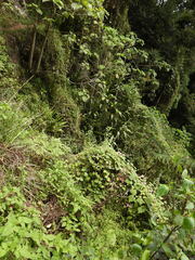 Lophospermum erubescens