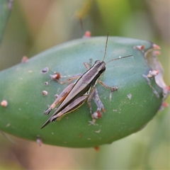Dichroplus elongatus
