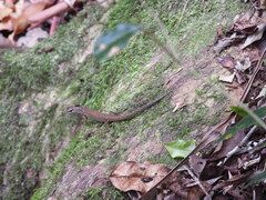 Saproscincus spectabilis