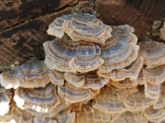 Trametes versicolor