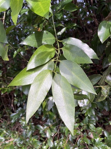 Gardneria nutans iNat (2)