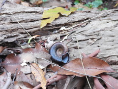 Pedinogyra rotabilis