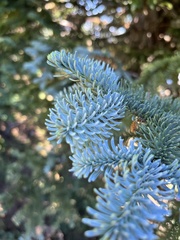 Abies procera