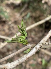 Sambucus sieboldiana pinnatisecta