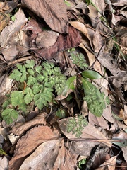 Corydalis incisa