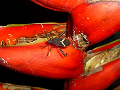 Leptoscelis tricolor