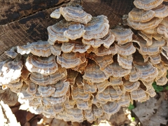 Trametes versicolor