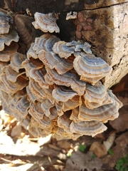 Trametes versicolor