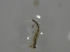 Pontogeneia