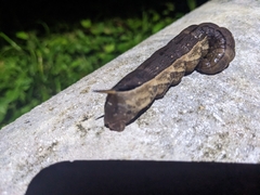 Sphingidae