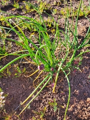Allium haematochiton