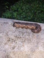 Sphingidae